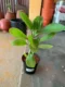 Ranakalli Succulent Plant for Home Garden and Easy Care - Image 2