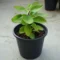 Ranakalli Succulent Plant for Home Garden and Easy Care - Image 4