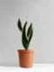Sansevieria Snake Plant Black Gold Small – Compact Indoor Plant - Image 2