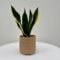 Sansevieria Snake Plant Black Gold Small – Compact Indoor Plant
