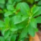 Stevia Plant for Natural Sweetener and Home Kitchen Gardens - Image 2