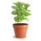 Stevia Plant for Natural Sweetener and Home Kitchen Gardens