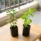 Thulasi Plant – Holy Basil Plant for Home Garden and Natural Wellness