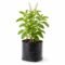 Thulasi Plant – Holy Basil Plant for Home Garden and Natural Wellness - Image 2