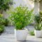 Thulasi Plant – Holy Basil Plant for Home Garden and Natural Wellness - Image 3