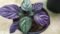 Tincture Plant for Home Gardens and Ornamental Greenery