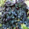 Tincture Plant for Home Gardens and Ornamental Greenery - Image 4