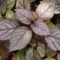 Tincture Plant for Home Gardens and Ornamental Greenery - Image 2