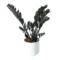 Zamia Black ZZ Plant – Elegant Low-Maintenance Indoor Plant