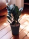 Zamia Black ZZ Plant – Elegant Low-Maintenance Indoor Plant - Image 5