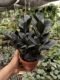 Zamia Black ZZ Plant – Elegant Low-Maintenance Indoor Plant - Image 4