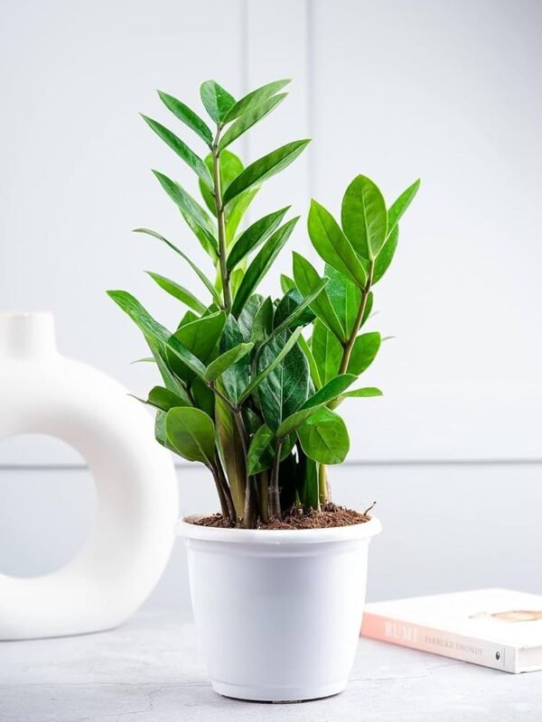 Zamia Green ZZ Plant – Low-Maintenance Indoor Ornamental Plant