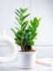 Zamia Green ZZ Plant – Low-Maintenance Indoor Ornamental Plant