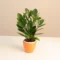 Zamia Green ZZ Plant – Low-Maintenance Indoor Ornamental Plant - Image 4