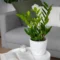 Zamia Green ZZ Plant – Low-Maintenance Indoor Ornamental Plant - Image 2